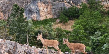 Yerinde duramayan yavru yaban keçilerinin kayalar üzerindeki oyunu kamerada