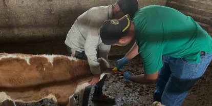 Aydıntepe’de ikinci tur buzağı küpeleme ve aşılama çalışmaları tamamlandı