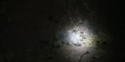 Tunceli’de gece kamerasında domuz ve ayı aynı anda görüntülendi