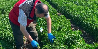 Manisa’da organik ürünlere pestisit analizleri başladı