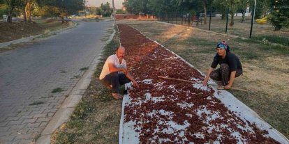 Sarıgöl’de sezonun ilk kuru üzümü çuvala girdi