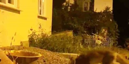 Evinin önüne gelen tilkiyi elleriyle besliyor