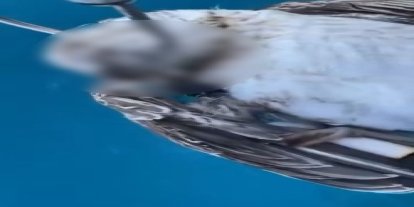 Alanya açıklarında ağzına kanca takılan martı telef oldu