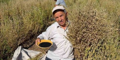 Develi’de çörek otu hasadına başlandı