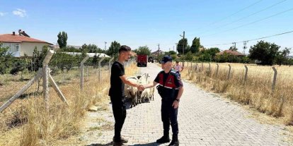 Hayvanları kaybolan çiftçinin yardımına Jandarma ekipleri koştu