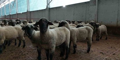 Kastamonu’da bilimsel çalışmalar meyvesini verdi: 55 koyun 100’ün üzerinde kuzu doğurdu