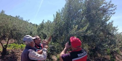 Akhisar’da zeytin üreticilerine hastalık ve zararlı uyarısı