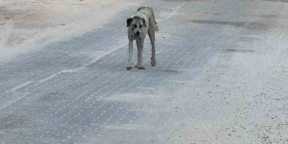 Halfeti’de sahipsiz köpeğin saldırdığı çocuk yaralandı