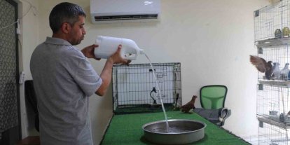 Diyarbakır’ın kavurucu sıcağında binlerce liralık güvercinlere "klimalı" ve "havuzlu" konfor