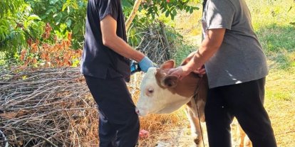 Şaphane’de büyükbaş hayvanlara kimliklendirme çalışması