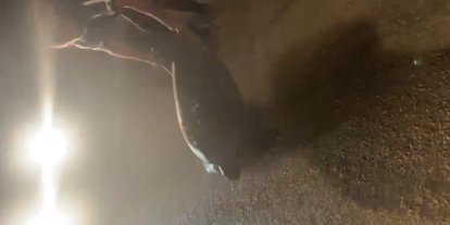 Yolunu şaşıran caretta carettayı kucağına alıp denize kavuşturdu