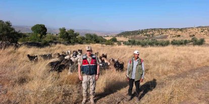 Kilis’te kaybolan 50 küçükbaş hayvan jandarma tarafından bulunarak sahibine teslim edildi