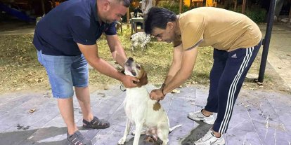 Sarıgöl’de av köpeklerine kuduz aşısı seferberliği