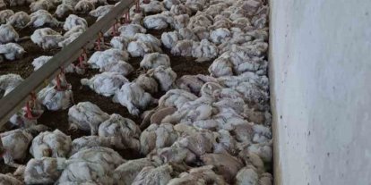 Bolu’da kümesin havalandırması devre dışı kalınca 4 bin tavuk telef oldu
