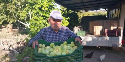 Mersin’de incir hasadı başladı