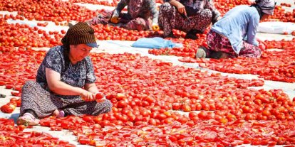 Torbalı’da "Kırmızı Altın" mesaisi