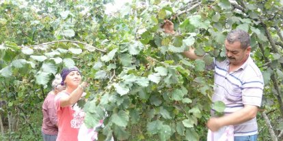 Giresun’da fındık hasadı başladı