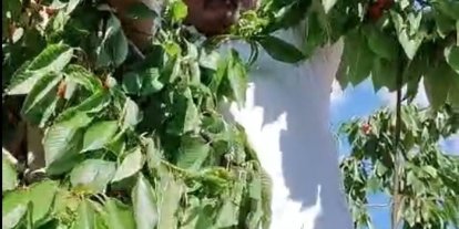 Kitre köyünde olgunlaşan kirazların dalda kalanları kargalara bırakılıyor