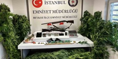 Beykoz’da uyuşturucu operasyonu: 117 kök hint keneviri ve çok sayıda silah ele geçirildi