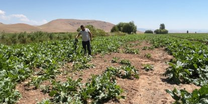 Ayılar ve domuz sürüleri çiftçinin emeğini talan etti
