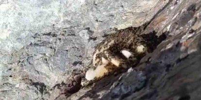 Elazığ’da sarp kayalıklarda oluşan doğal kaya balı bulundu