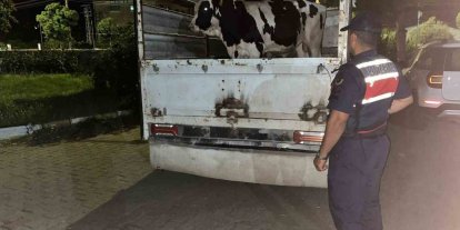 Çine’deki 365 bin liralık hayvan dolandırıcılığı jandarmaya takıldı