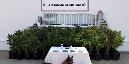 Bodrum’da evden 56 kök kenevir ve 10 kilo skunk ele geçirildi