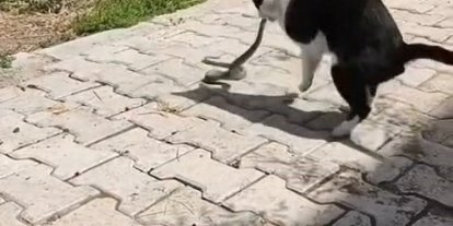 Elazığ’da kediyle yılanın kavgası kameraya yansıdı