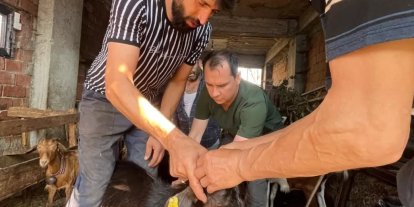 Düzce’de küçükbaş hayvanlara aşılama ve küpeleme