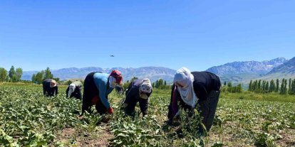 Alın teri 40 derecede toprağa karışıyor