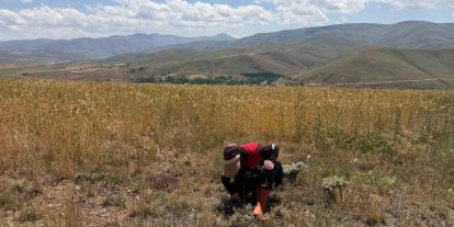 Bayburt’ta ekili alanlarda zararlı takibi devam ediyor