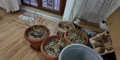 Evinde uyuşturucu yetiştiren şahsa operasyon: 1 tutuklama