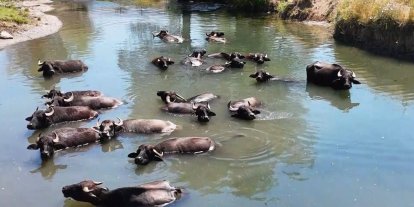 Erzincan’da Manda Yetiştiricileri Birliği kuruluyor
