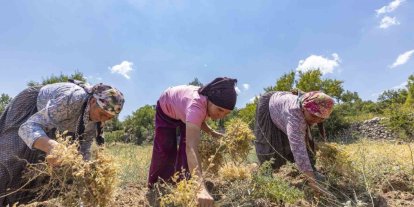 Atalık tohum desteğiyle nohut üretimi yeniden canlanıyor