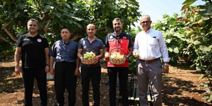 Kahramanmaraş’ta Abbas inciri hasadı