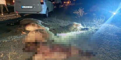 Hakkari-Van yolunda otomobil koyun sürüsüne çarptı: Çok sayıda koyun telef oldu
