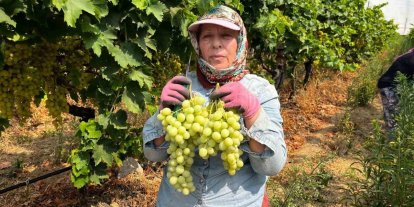 Buldan’da sezonun ilk üzüm hasadı gerçekleştirildi