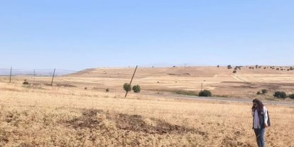 Ağın’da tüylü nohut hasadı devam ediyor