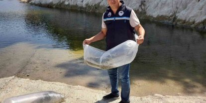 Soma’da baraj ve göletlere 250 bin yavru sazan bırakıldı