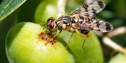 Erdek’te zeytin üreticilerine zeytin sineği uyarısı