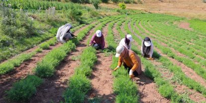 Bayburt’ta tarhun hasadı başladı
