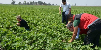 Hatay’da pamuk, soya ve ayçiçeği üretim alanları kontrol edildi