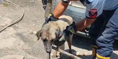 Konteynerin altında sıkışan anne köpek ve yavruları itfaiye ekiplerince kurtarıldı