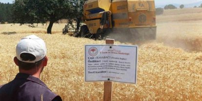 Çavdarhisar’da yerli ve milli arpa ile buğday çeşitlerinin hasadı yapıldı