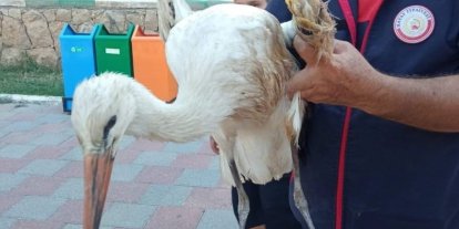 Reyhanlı’da yaralı leylek ekipler tarafından kurtarıldı