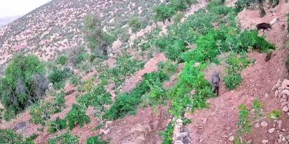 Gercüş’te domuz sürüsü bağ ve fıstık bahçelerine zarar verdi