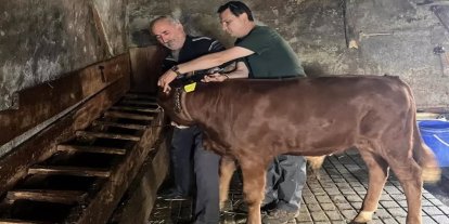Yaylatepe’de buzağıların küpeleme işlemleri tamamlandı