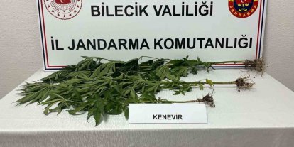Bilecik’te yasadışı kenevir ekimi ortaya çıkarıldı