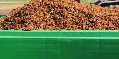 Organik kuru üzüm üreticisinin hasat yükü ’Box’ ile hafifledi