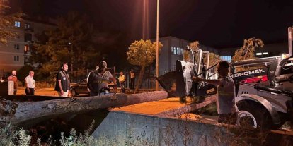 Çorum’da rüzgarın şiddetine dayanamayan ağaç yola devrildi